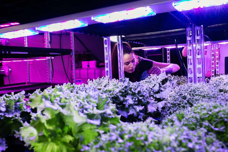 Vertical farming investor checking plant growth on an indoor farm.