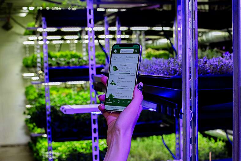 A hand holding a mobile app monitor up against vertical farming plant growth.