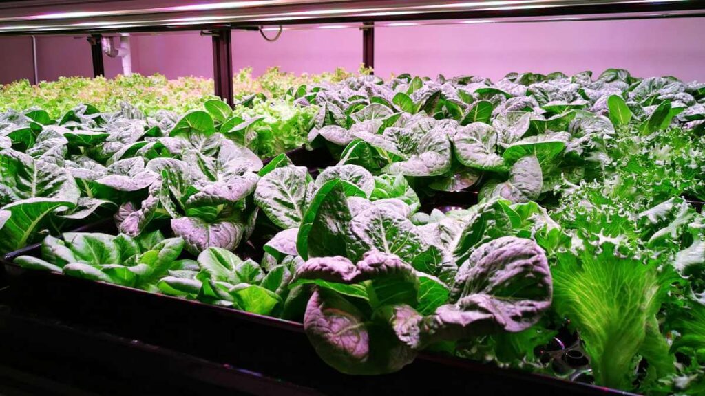 Plant factory cultivation for decreased vertical farming costs.